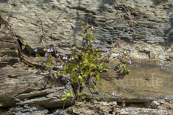 Mauer-Zimbelkraut (Cymbalaria muralis)