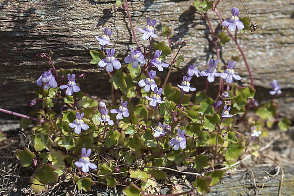 Mauer-Zimbelkraut (Cymbalaria muralis)