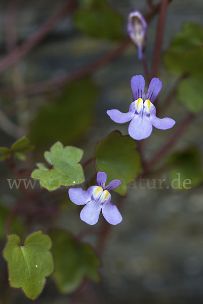 Mauer-Zimbelkraut (Cymbalaria muralis)