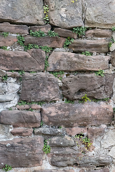 Mauer-Zimbelkraut (Cymbalaria muralis)
