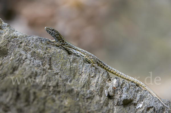 Mauereidechse (Podarcis muralis)