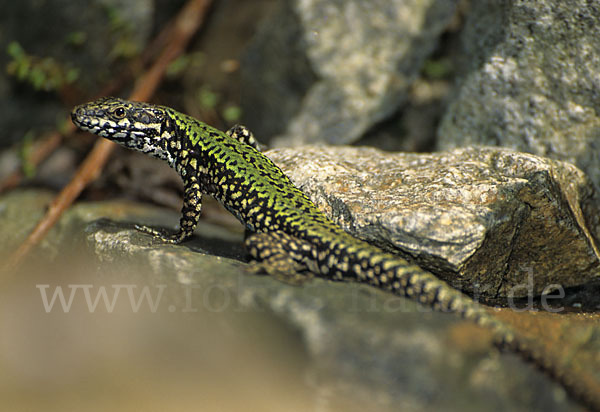 Mauereidechse (Podarcis muralis)