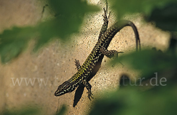Mauereidechse (Podarcis muralis)