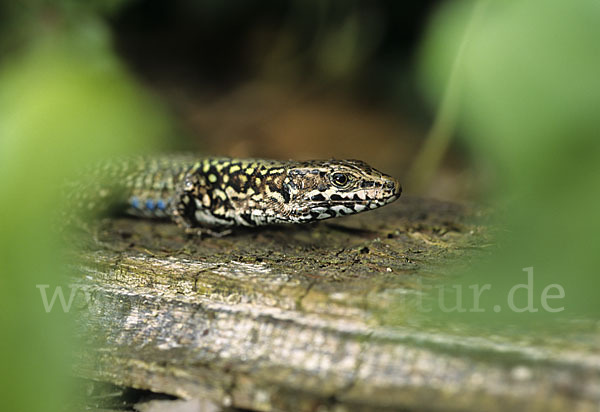 Mauereidechse (Podarcis muralis)