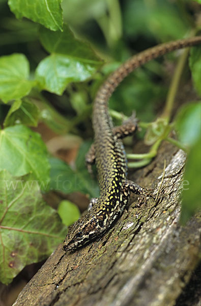 Mauereidechse (Podarcis muralis)