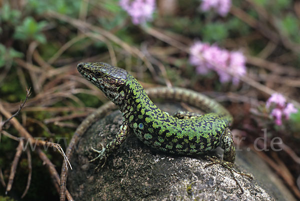 Mauereidechse (Podarcis muralis)