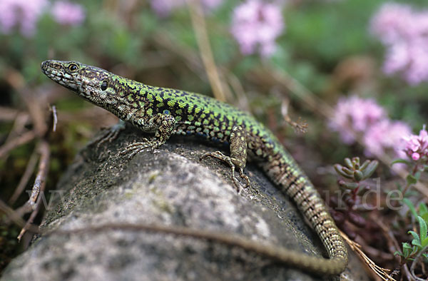 Mauereidechse (Podarcis muralis)