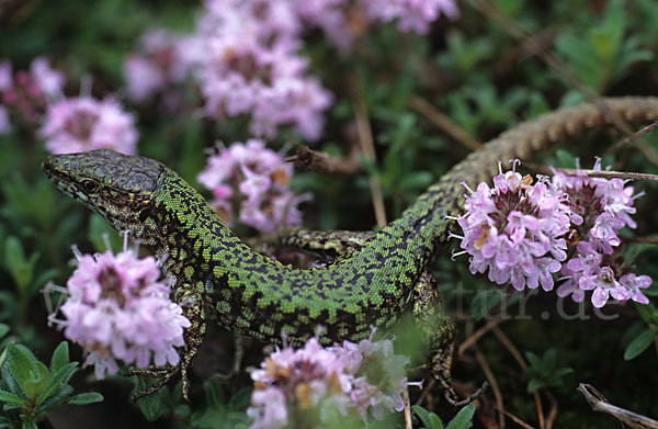 Mauereidechse (Podarcis muralis)