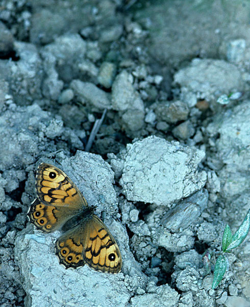 Mauerfuchs (Lasiommata megaera)