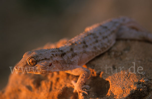 Mauergecko (Tarentola mauretanica)