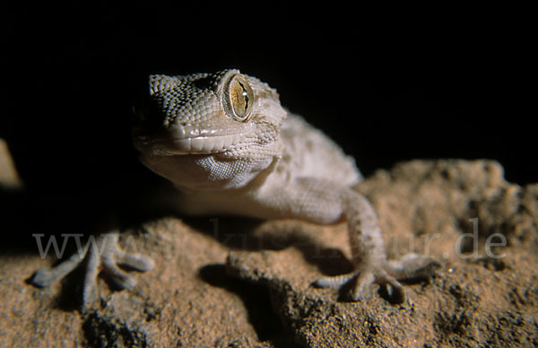 Mauergecko (Tarentola mauretanica)