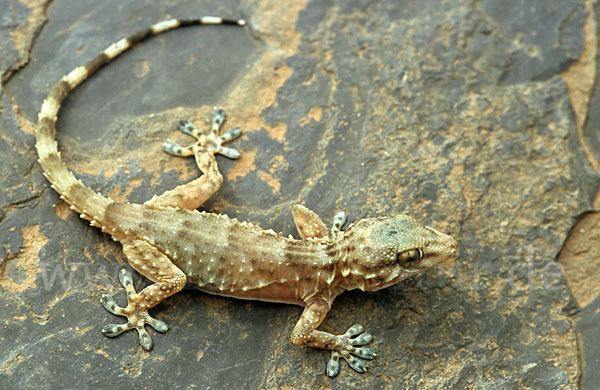 Mauergecko (Tarentola mauretanica)