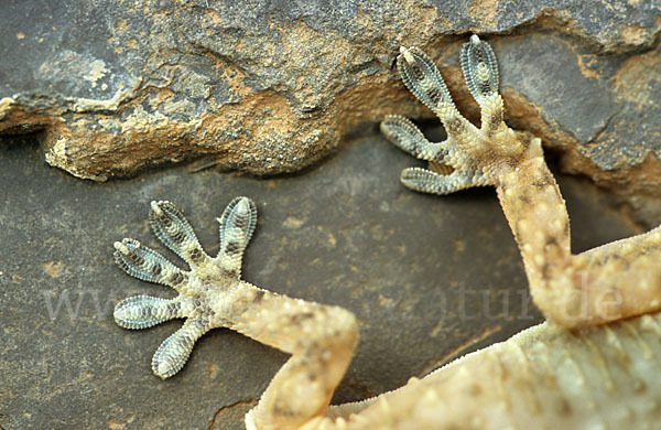 Mauergecko (Tarentola mauretanica)