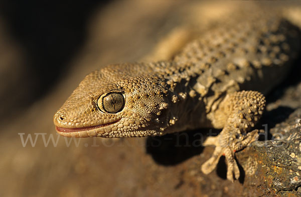 Mauergecko (Tarentola mauretanica)