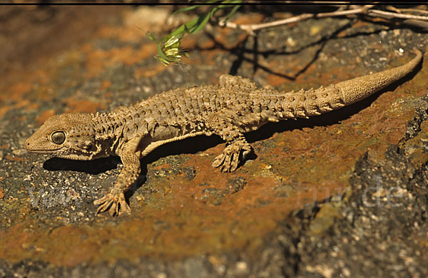 Mauergecko (Tarentola mauretanica)