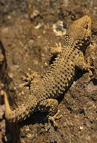 Mauergecko (Tarentola mauretanica)