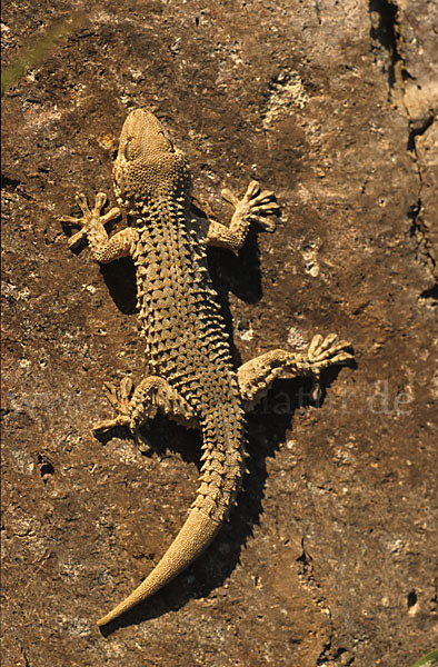 Mauergecko (Tarentola mauretanica)