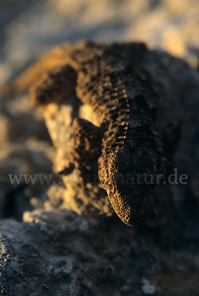 Mauergecko (Tarentola mauretanica)