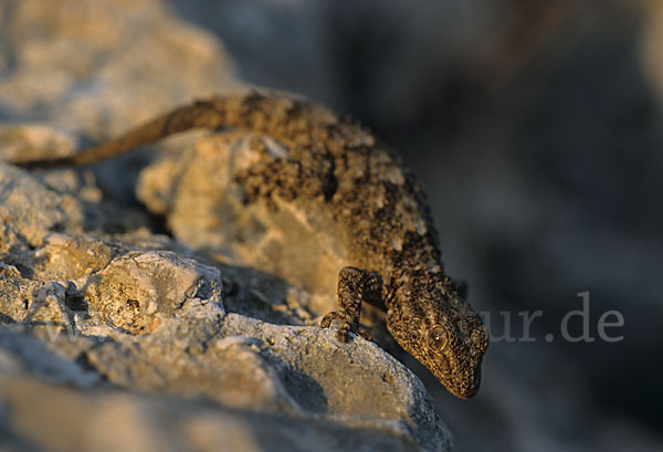 Mauergecko (Tarentola mauretanica)