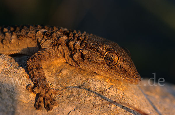 Mauergecko (Tarentola mauretanica)