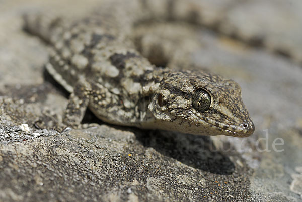 Mauergecko (Tarentola mauretanica)