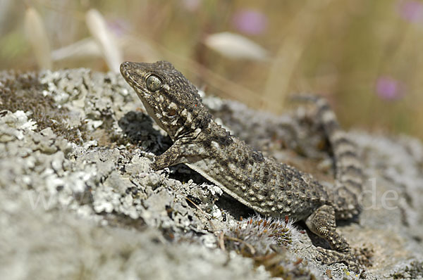 Mauergecko (Tarentola mauretanica)