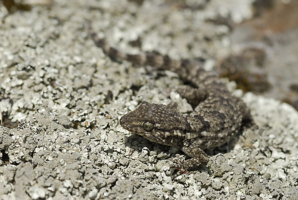 Mauergecko (Tarentola mauretanica)