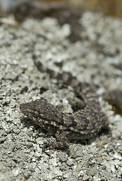 Mauergecko (Tarentola mauretanica)