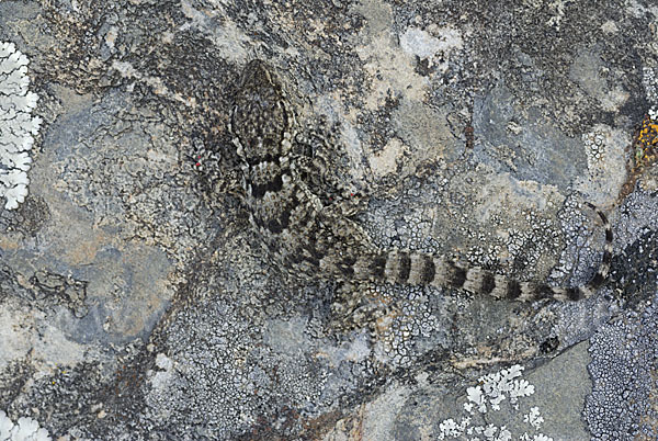 Mauergecko (Tarentola mauretanica)