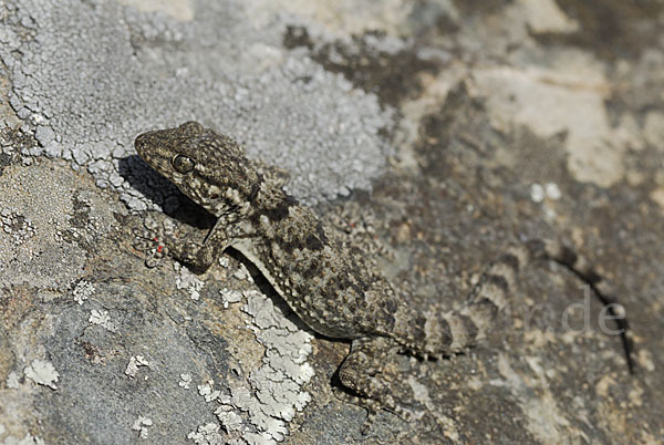 Mauergecko (Tarentola mauretanica)