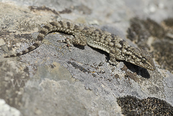 Mauergecko (Tarentola mauretanica)