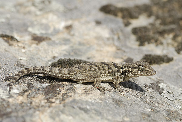 Mauergecko (Tarentola mauretanica)