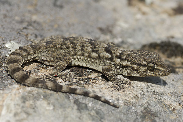 Mauergecko (Tarentola mauretanica)