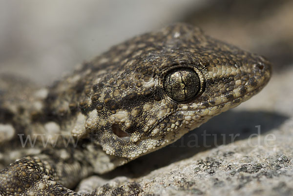 Mauergecko (Tarentola mauretanica)