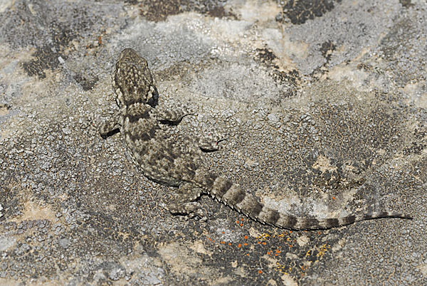 Mauergecko (Tarentola mauretanica)