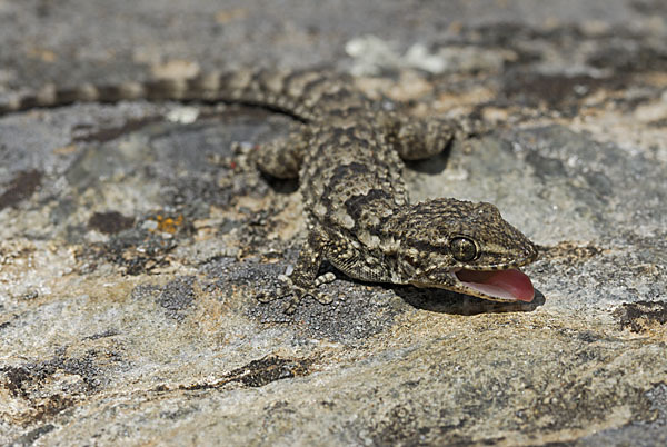 Mauergecko (Tarentola mauretanica)