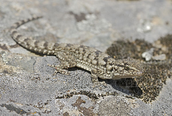 Mauergecko (Tarentola mauretanica)