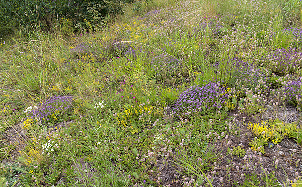 Mauerpfeffer (Sedum spec.)