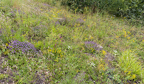 Mauerpfeffer (Sedum spec.)