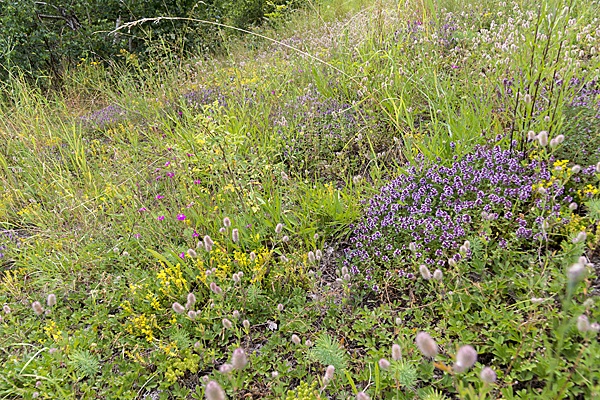 Mauerpfeffer (Sedum spec.)