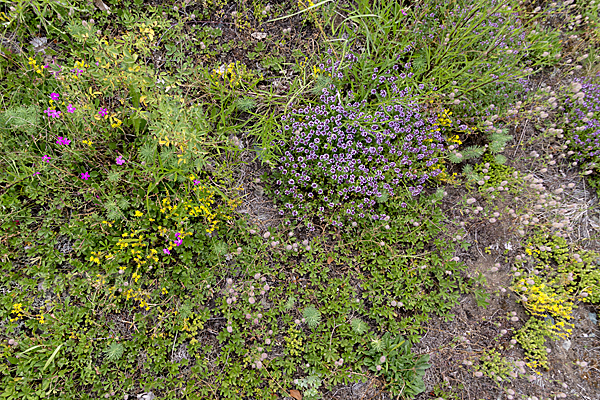 Mauerpfeffer (Sedum spec.)