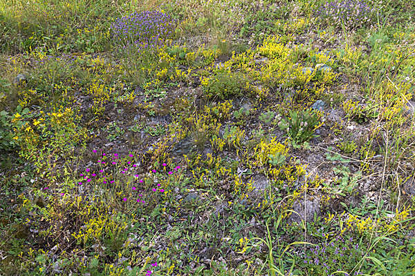 Mauerpfeffer (Sedum spec.)