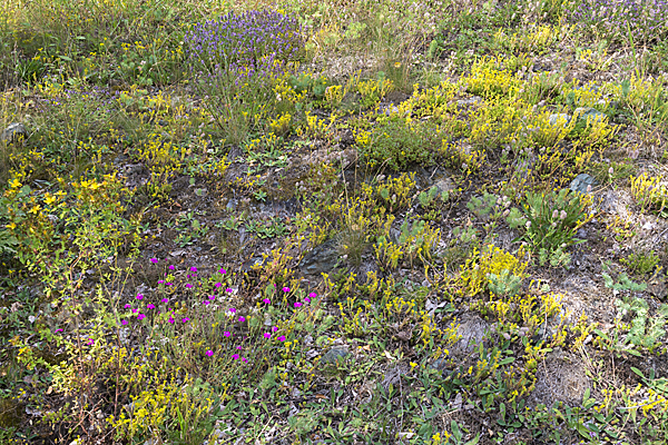 Mauerpfeffer (Sedum spec.)