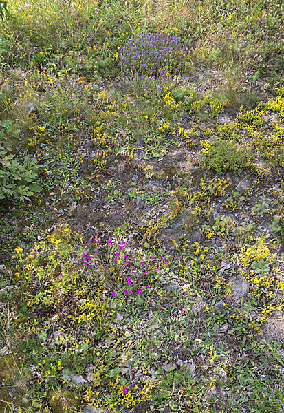 Mauerpfeffer (Sedum spec.)