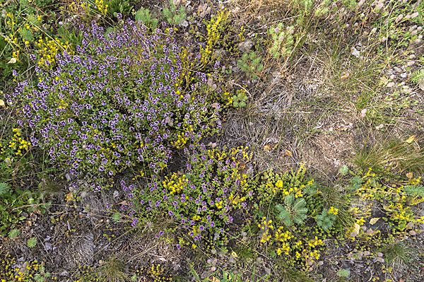 Mauerpfeffer (Sedum spec.)