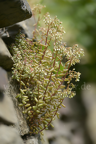 Mauerpfeffer (Sedum spec.)