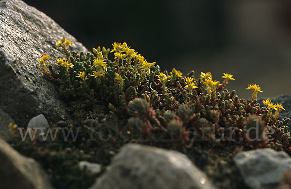 Mauerpfeffer (Sedum spec.)