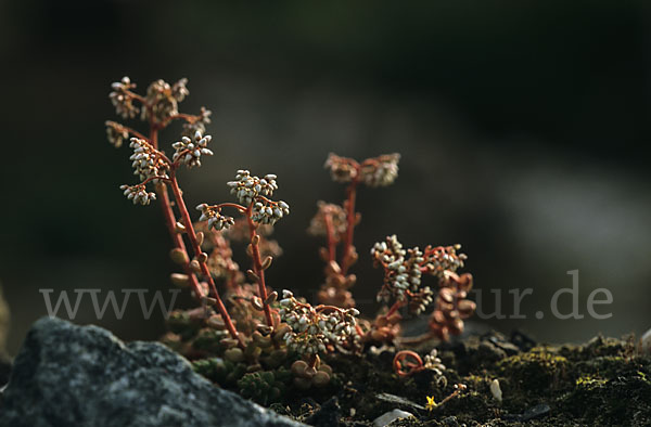 Mauerpfeffer (Sedum spec.)