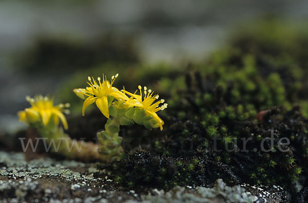 Mauerpfeffer (Sedum spec.)