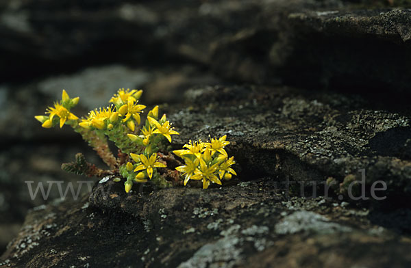 Mauerpfeffer (Sedum spec.)